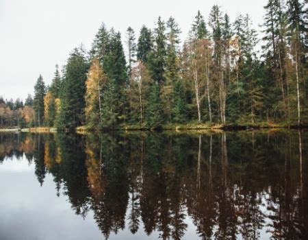  Ligniini: Uusi Aalto Biopohjaisissa Materiaaleissa?