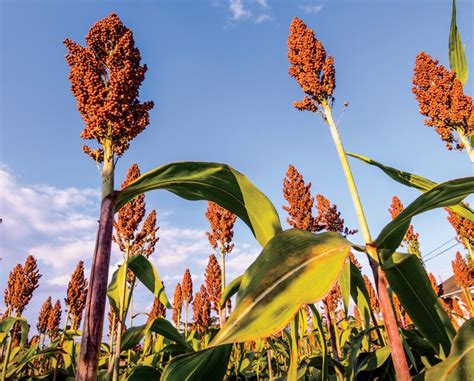 Sorghum: Biopolttoaineiden ja Ruokataloustuotteiden Ihmeellinen Lähde!